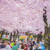 “Hanami” - The literal meaning is “viewing flowers.”